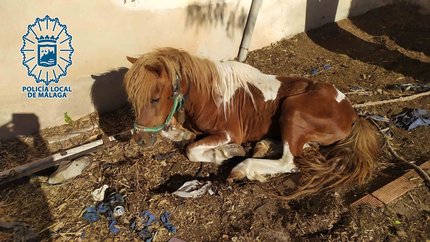 Detenido el propietario de un pony por abandono, además de la intervención de 6 gallos de pelea