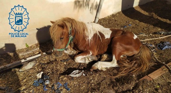 Detenido el propietario de un pony por abandono, además de la intervención de 6 gallos de pelea