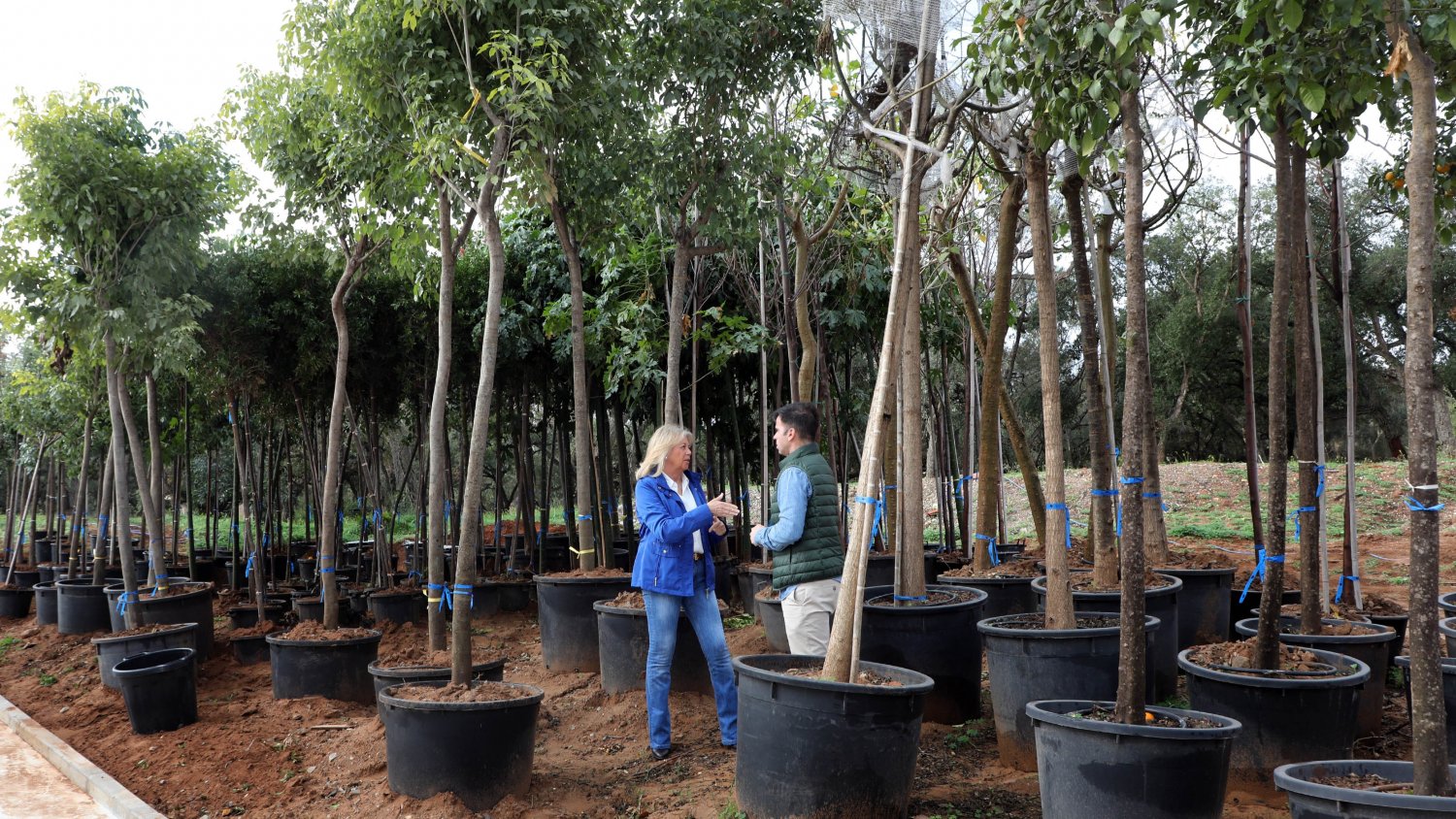 Marbella culminará su plan de arbolado con la plantación de más de 330 árboles en los próximos dos meses