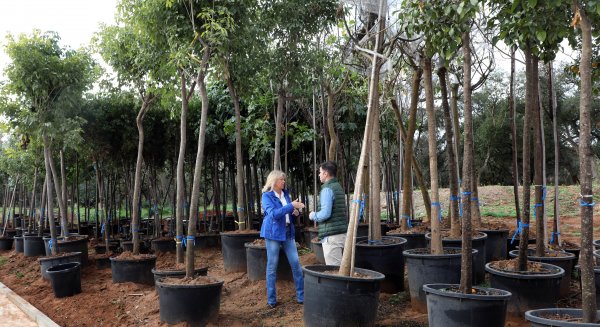 Marbella culminará su plan de arbolado con la plantación de más de 330 árboles en los próximos dos meses