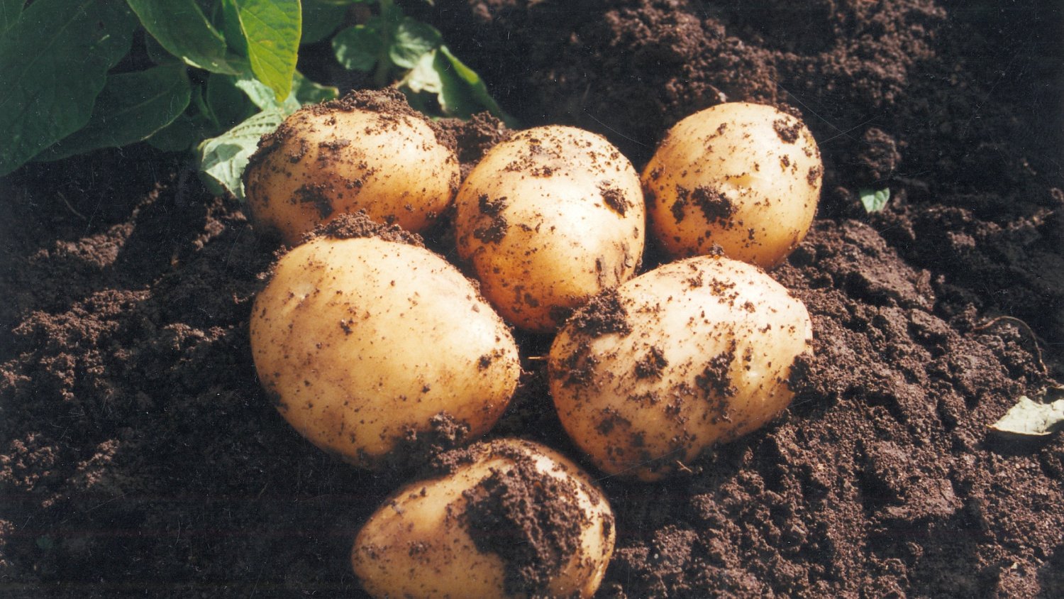 La Consejería de Agricultura anima al consumo de la nueva patata de Andalucía