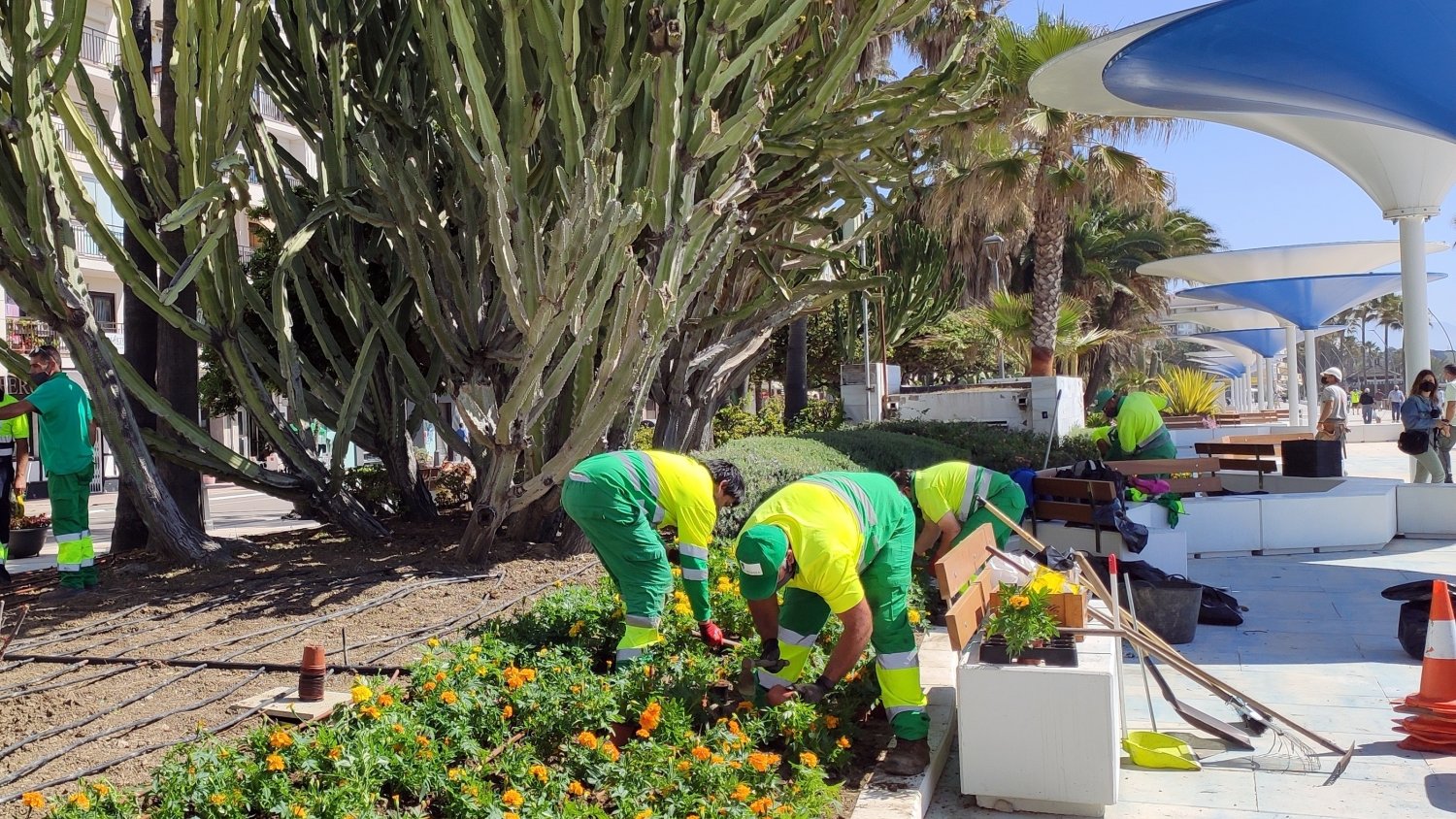Estepona renueva con 20.000 plantas la jardinería del tramo remodelado en el paseo marítimo