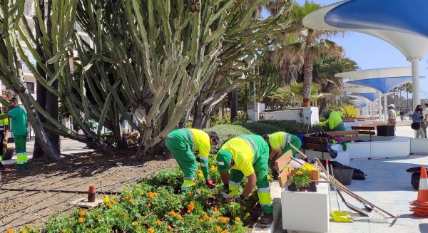 Estepona renueva con 20.000 plantas la jardinería del tramo remodelado en el paseo marítimo