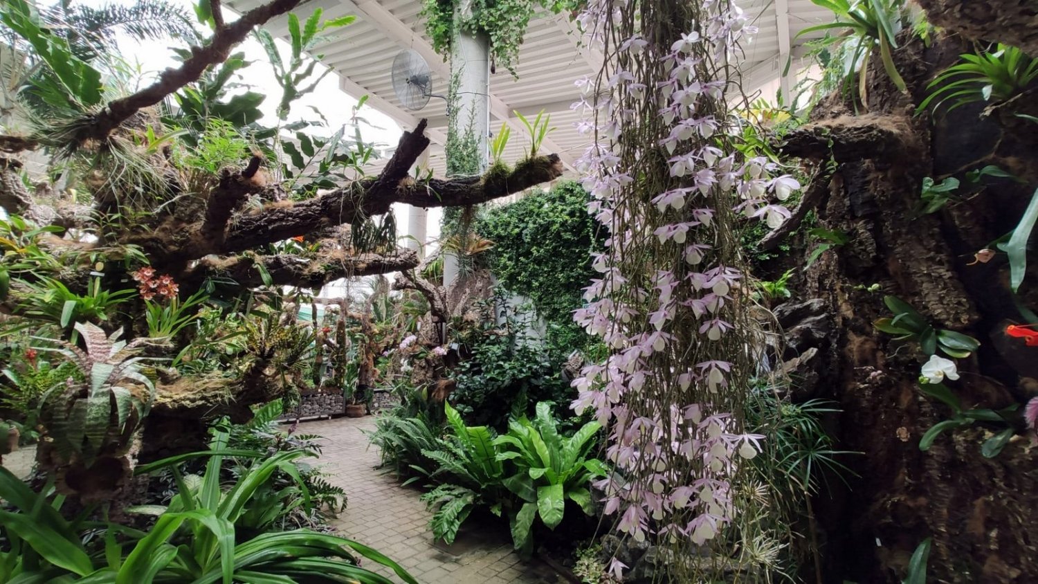 El Parque Botánico-Orquidario de Estepona alberga la floración de más de 150 especies diferentes