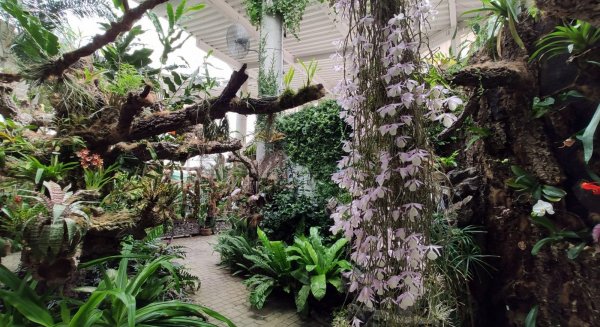 El Parque Botánico-Orquidario de Estepona alberga la floración de más de 150 especies diferentes