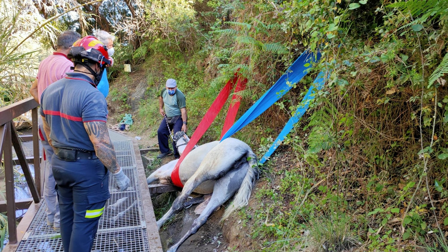 Los Bomberos de Marbella rescatan a una yegua que había quedado atrapada en una acequia