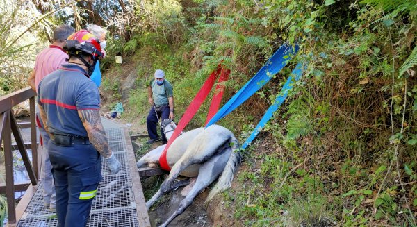 Los Bomberos de Marbella rescatan a una yegua que había quedado atrapada en una acequia