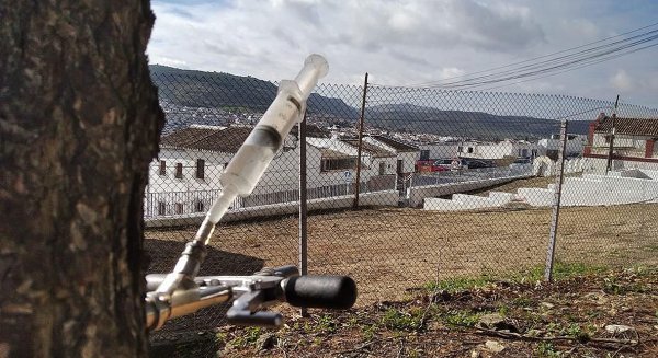 Antequera completa el control de plagas de procesionaria en los 750 ejemplares de pinos