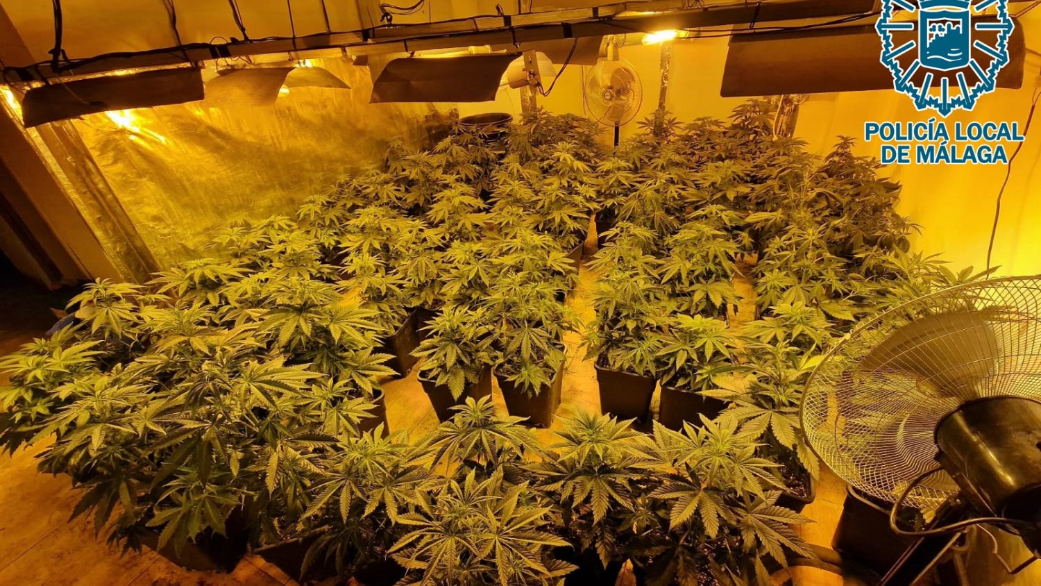 La Policía Local desmantela un piso utilizado como plantación de marihuana que tenía 220 macetas