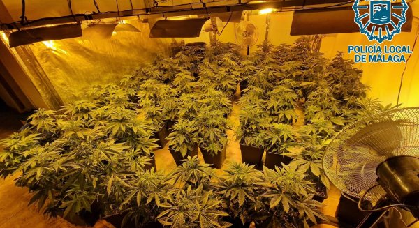 La Policía Local desmantela un piso utilizado como plantación de marihuana que tenía 220 macetas