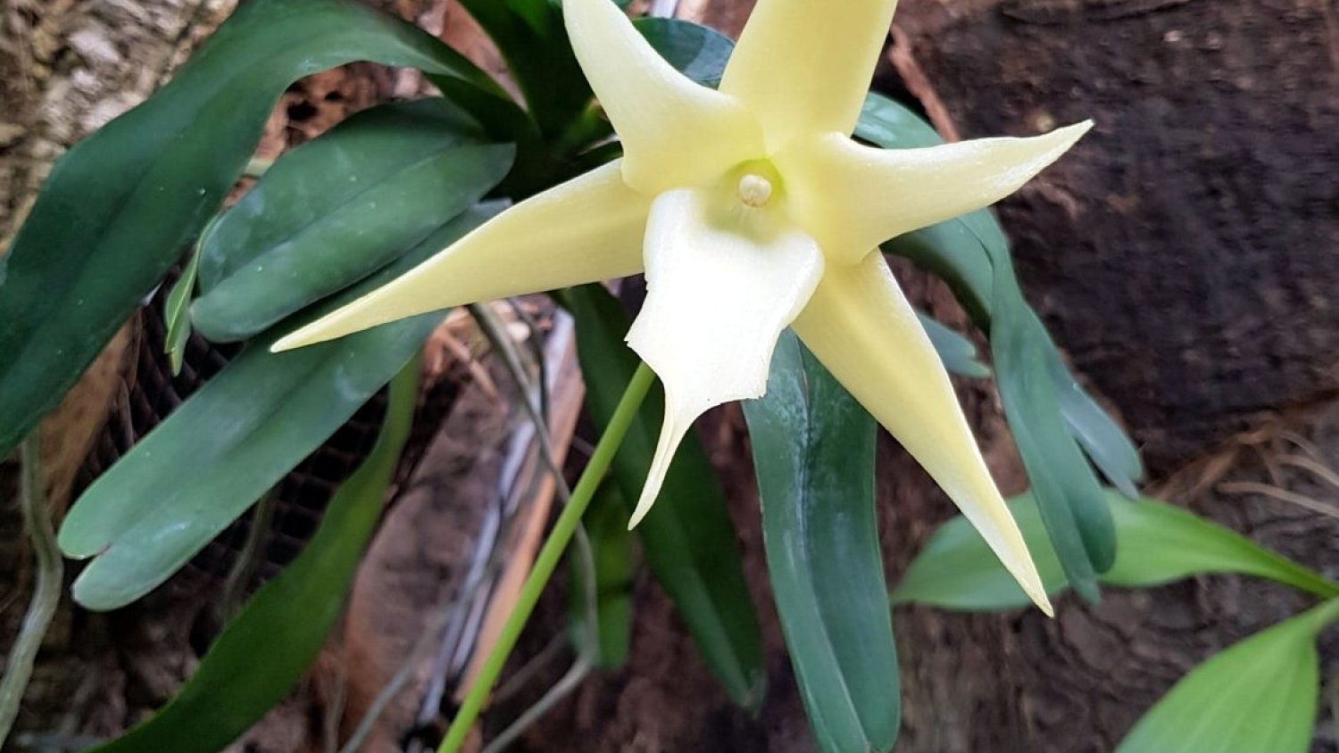 El Parque Botánico-Orquidario de Estepona alberga el nectario de mayor longitud de las especies