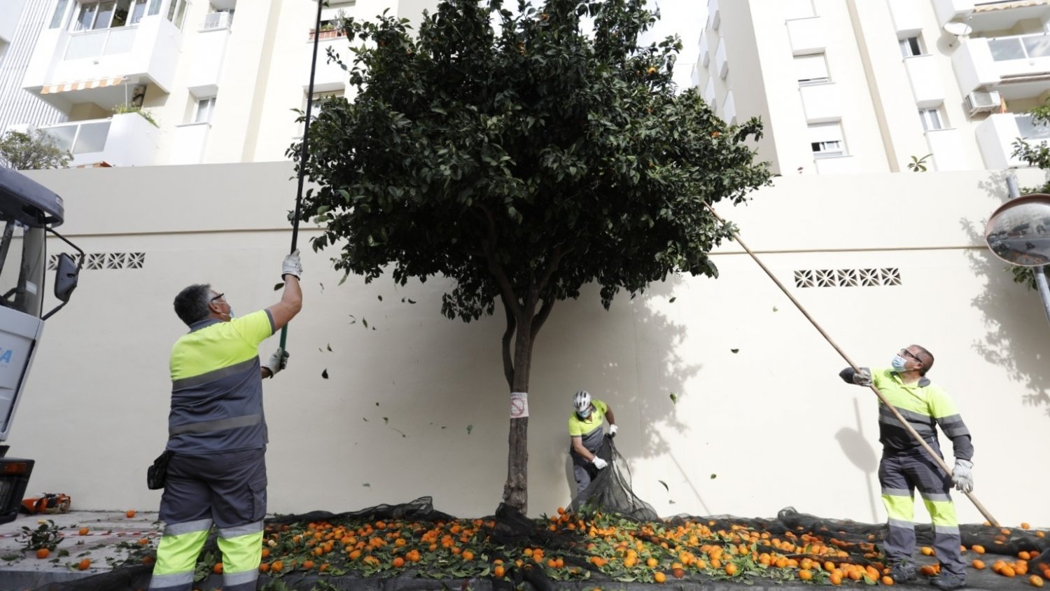 Torremolinos retira 6.000 kilos de naranjas en la primera fase de arreglo de los naranjos del municipio