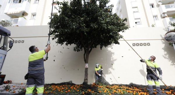 Torremolinos retira 6.000 kilos de naranjas en la primera fase de arreglo de los naranjos del municipio