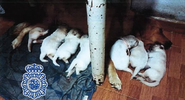 Detenidos en Fuengirola una pareja por estafar a más de 15 personas en la compraventa de perros