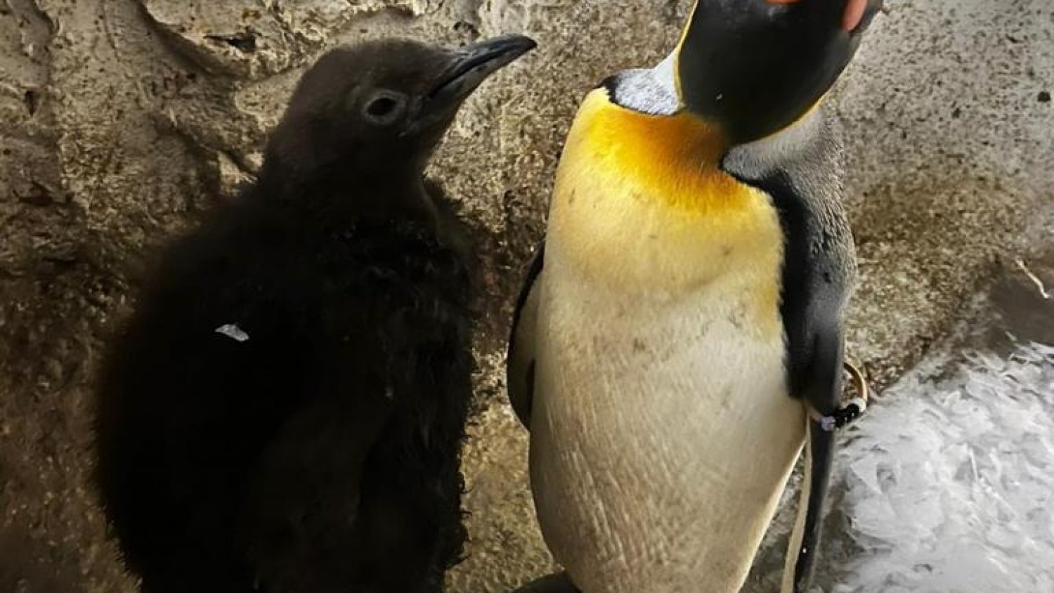 Selwo Marina cierra el año con el nacimiento de una cría de Pingüino Rey y otra de Tortuga de patas rojas