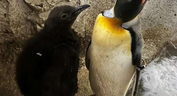 Selwo Marina cierra el año con el nacimiento de una cría de Pingüino Rey y otra de Tortuga de patas rojas