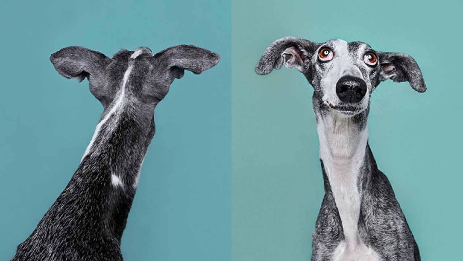 El Ateneo presenta la exposición 'Buscando un hogar para siempre', de la fotógrafa Heidi Strengell