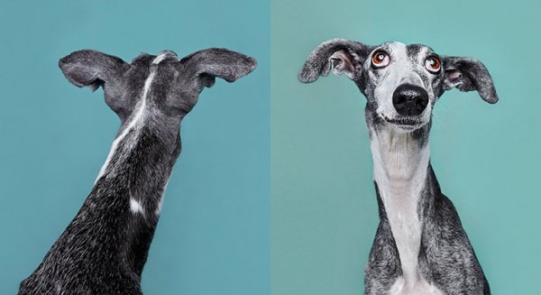 El Ateneo presenta la exposición 'Buscando un hogar para siempre', de la fotógrafa Heidi Strengell