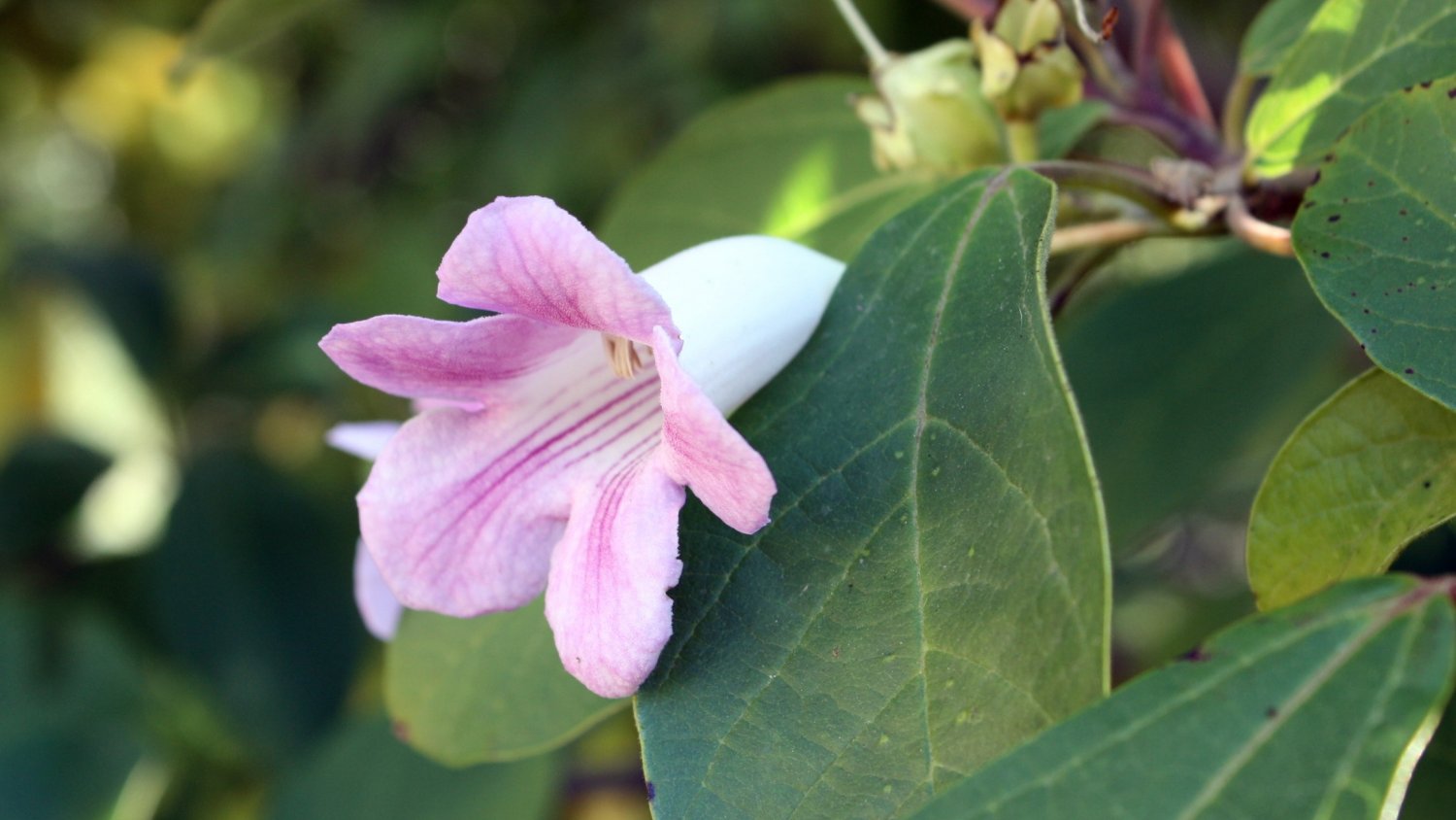 La planta de enero del Jardín Botánico de La Concepción de Málaga es el Delostoma