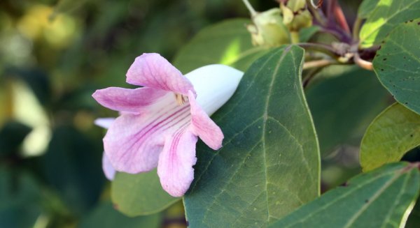 La planta de enero del Jardín Botánico de La Concepción de Málaga es el Delostoma
