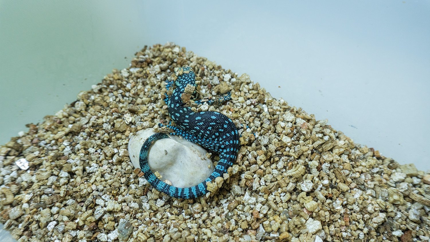Nacen tres crías de varano azul en Bioparc Fuengirola, un reptil casi 10 años 