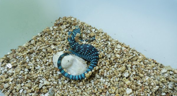 Nacen tres crías de varano azul en Bioparc Fuengirola, un reptil casi 10 años 