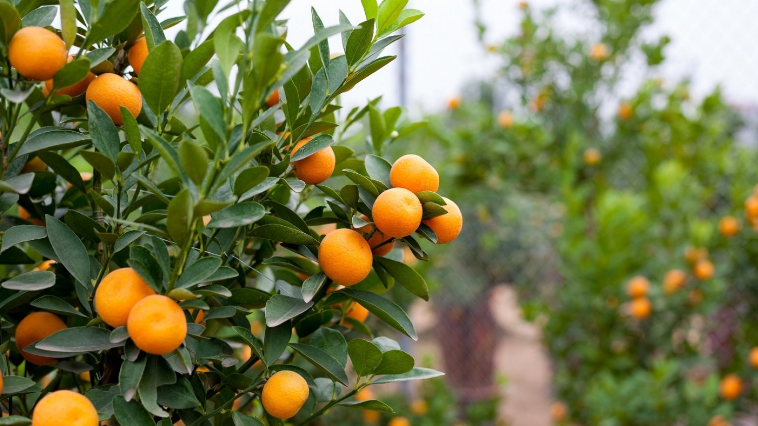 La Junta pone en marcha la campaña de promoción de la 'Naranja de Andalucía'