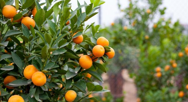 La Junta pone en marcha la campaña de promoción de la 'Naranja de Andalucía'