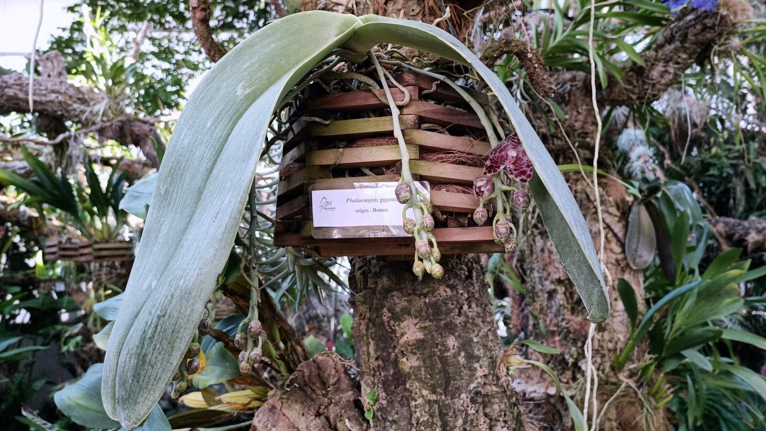 El Orquidario refugia la floración de la singular orquídea de Borneo `Oreja de Elefante´