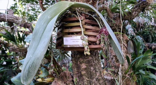 El Orquidario refugia la floración de la singular orquídea de Borneo `Oreja de Elefante´