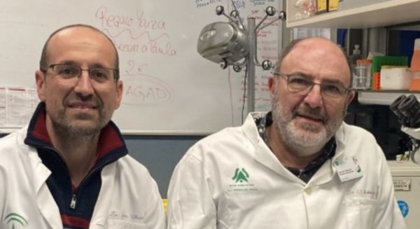 Investigadores demuestran que una vacuna del CSIC contra el Covid-19 protege del daño cerebral