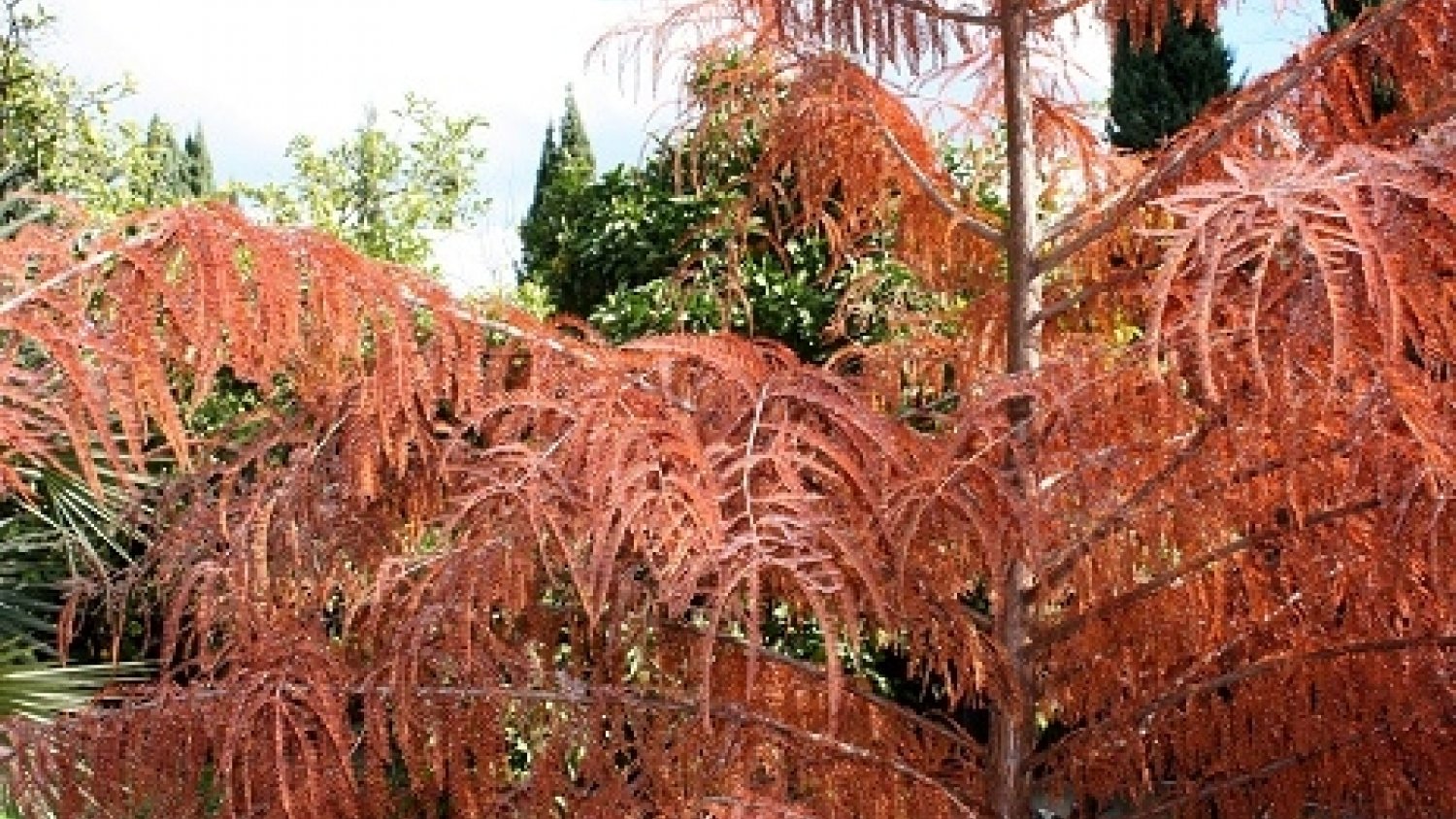 El Ciprés de los Pantanos es nombrada planta del mes de noviembre del jardín botánico La Concepción