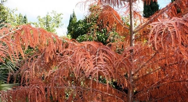 El Ciprés de los Pantanos es nombrada planta del mes de noviembre del jardín botánico La Concepción