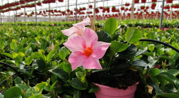 La Junta abre el plazo para solicitar ayudas por la destrucción de flores a causa de la COVID-19