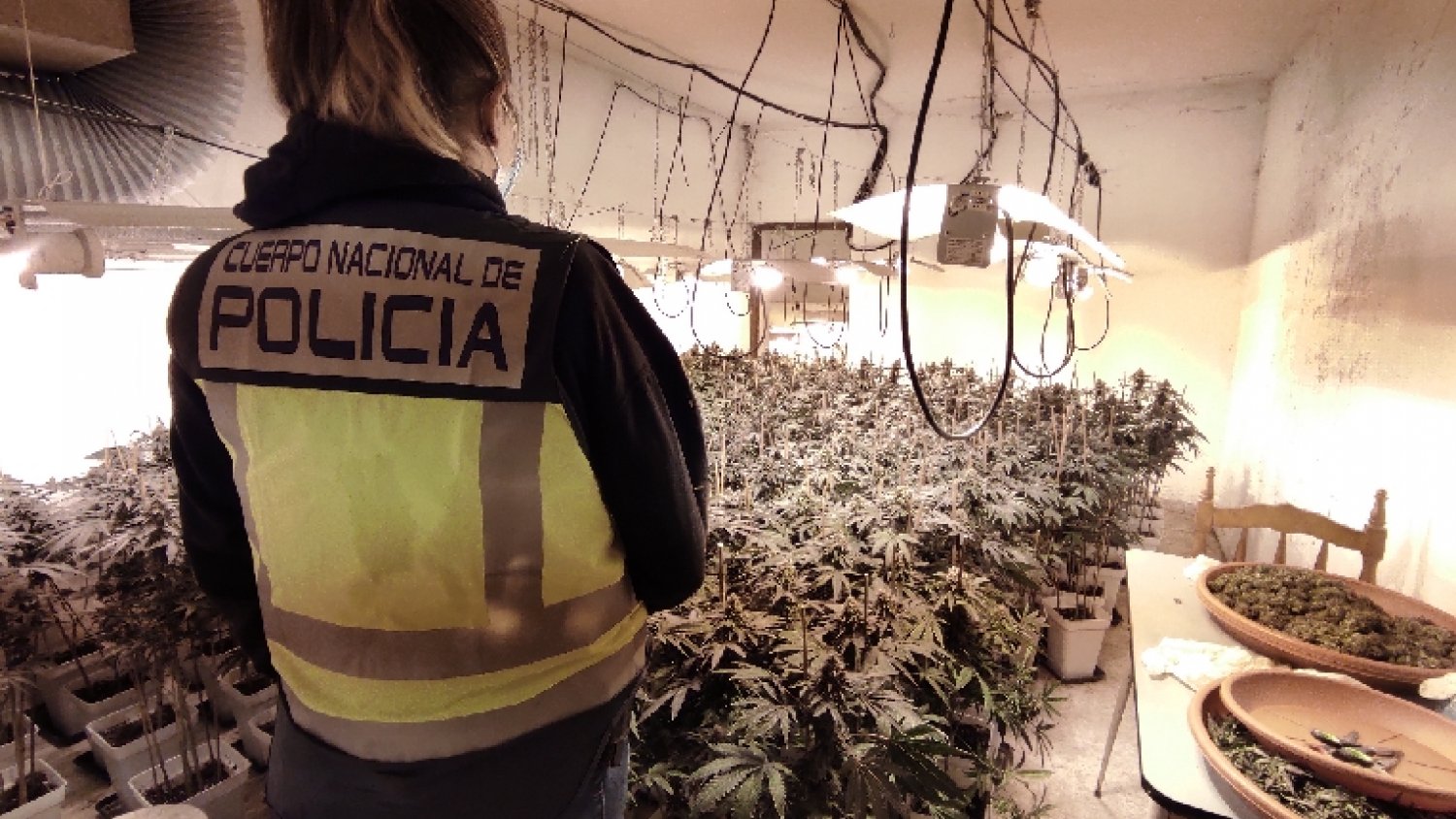 Policía Nacional desmantela un invernadero de marihuana en una venta de Los Montes de Málaga