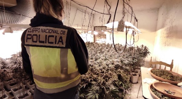 Policía Nacional desmantela un invernadero de marihuana en una venta de Los Montes de Málaga