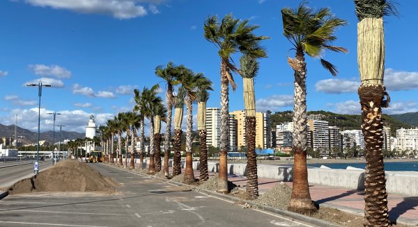 Comienzan las labores de ajardinamiento viario en el paseo de Levante