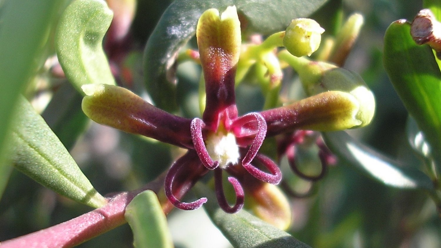 La planta del mes de septiembre en el Jardín Botánico la Concepción es el Cornical