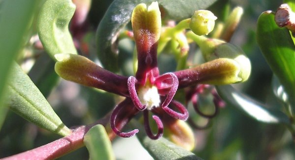 La planta del mes de septiembre en el Jardín Botánico la Concepción es el Cornical