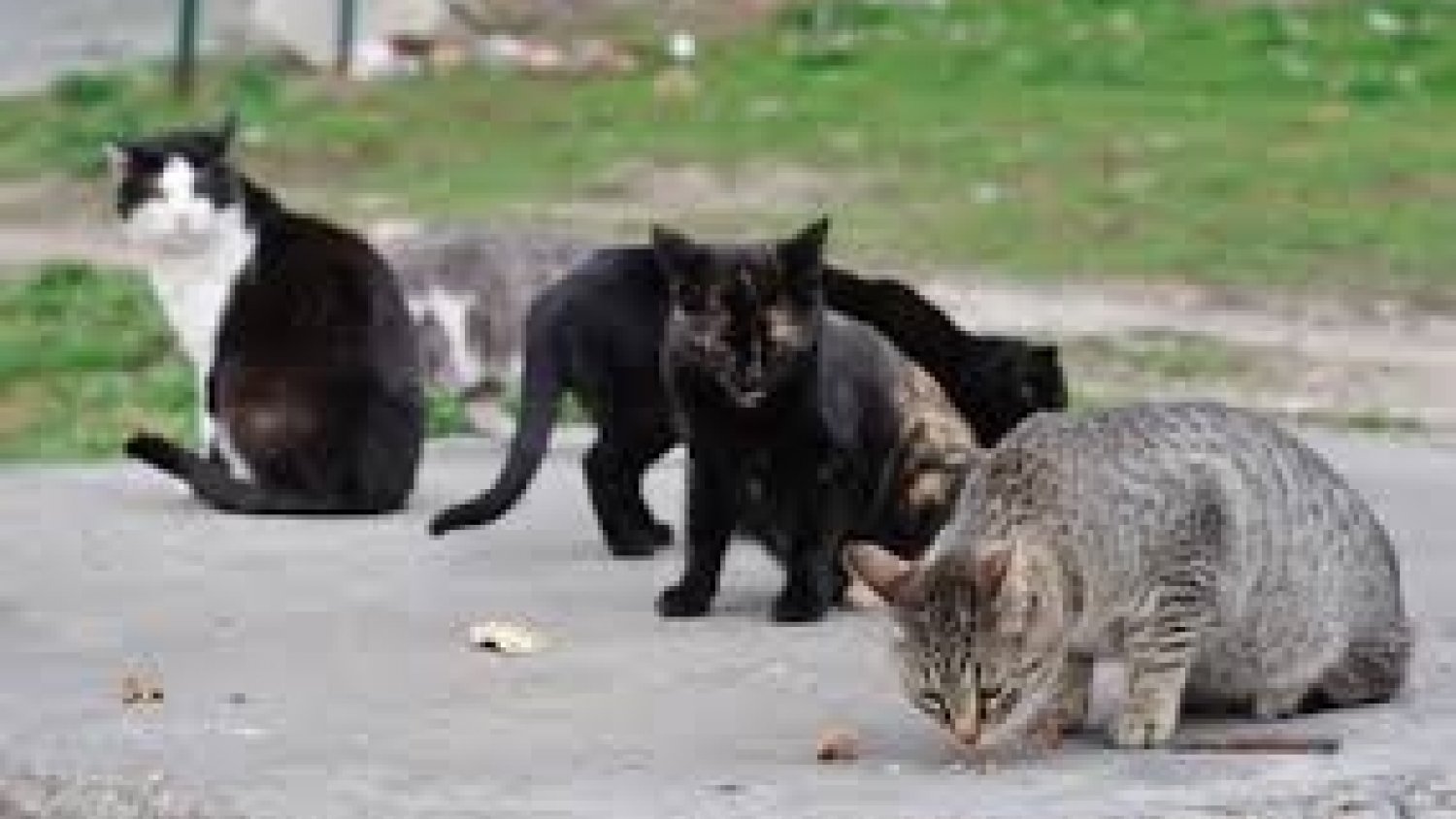 El proyecto de control de colonias felinas concluye su tercera campaña esterelizando unos 1.600 gatos