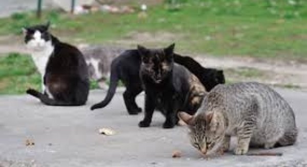 El proyecto de control de colonias felinas concluye su tercera campaña esterelizando unos 1.600 gatos