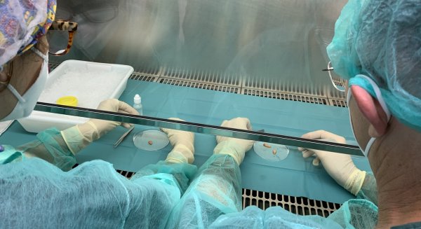Profesionales del Materno Infantil extraen tejido ovárico de menores oncológicas para preservar su fertilidad