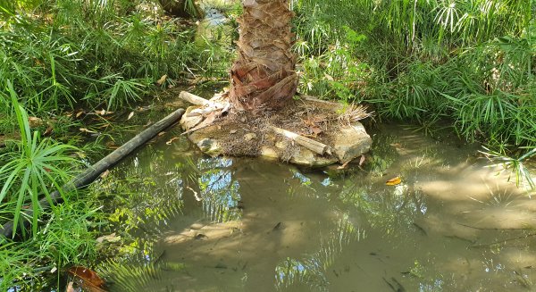 PSOE de Alhaurín de la Torre pide la limpieza del parque del Retamar y Avenida Unicef por seguridad