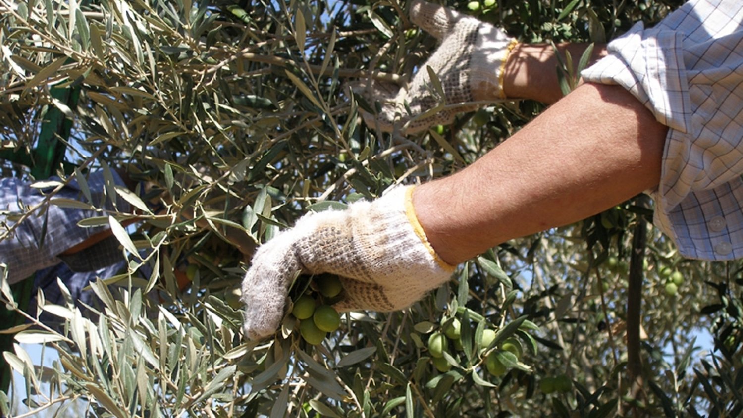 Andalucía lidera el descenso del paro en España en diciembre al descontar 22.280 desempleados