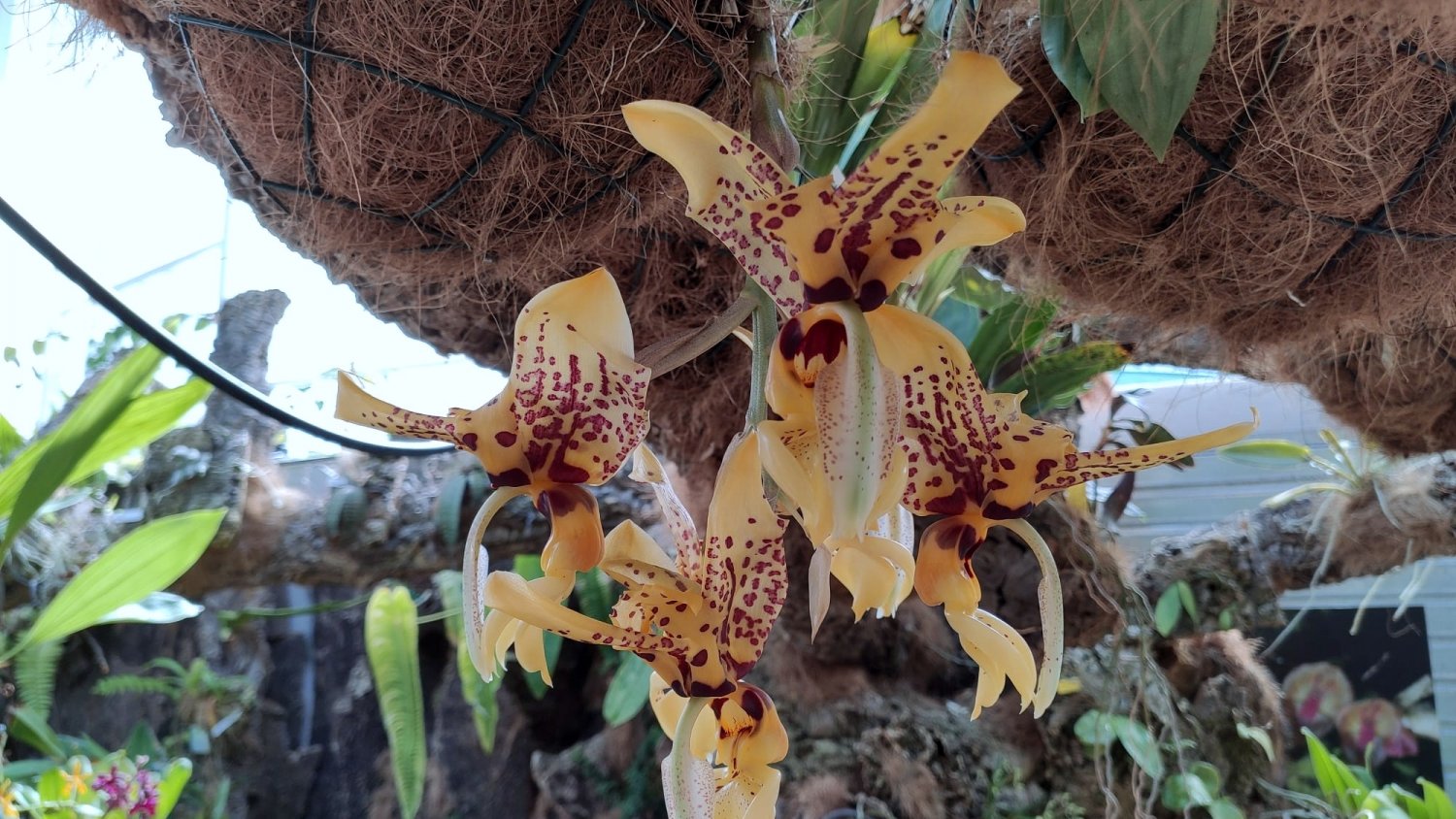 El Orquidario de Estepona acoge la floración de una especie que desprende aroma a chocolate