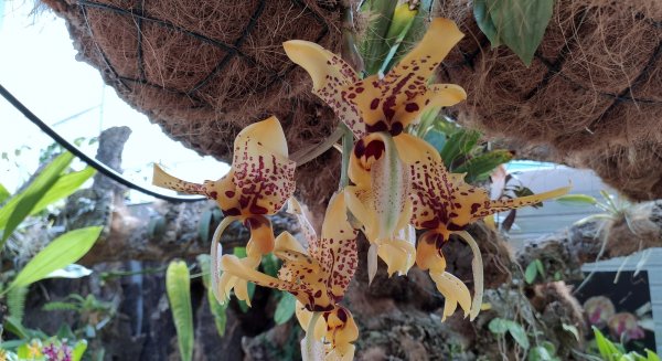 El Orquidario de Estepona acoge la floración de una especie que desprende aroma a chocolate
