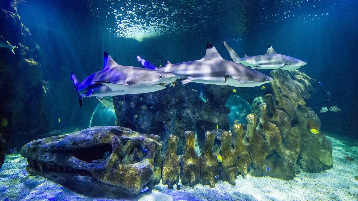 Sea Life Benalmádena reabre sus puertas el 24 de junio con las medidas de seguridad necesarias