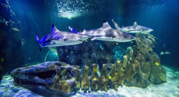 Sea Life Benalmádena reabre sus puertas el 24 de junio con las medidas de seguridad necesarias