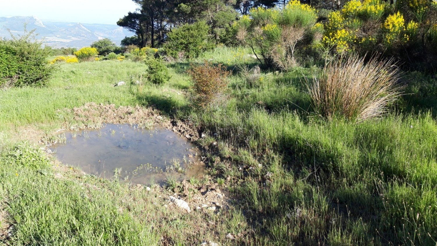 Premiado por la FEMP un proyecto de la Diputación para la recuperación de hábitats de anfibios