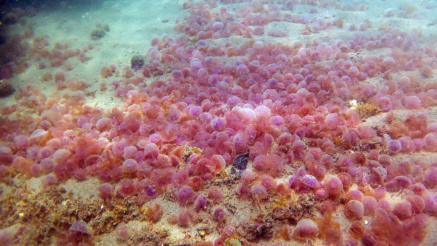 El seguimiento de índices atmosféricos puede anticipar la incidencia de medusas en playas malagueñas